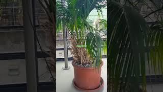 KENTIA PALM trending gardenplants shortvideo shorts plants [upl. by Till]