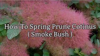 How To Prune  Rejuvenate Cotinus How To Prune Smoke Bush For Bigger Leaves [upl. by Prissie128]