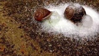 How To Put SALT On a SLUG  BEST METHOD [upl. by Batha429]