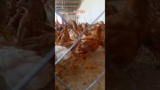 Day 55 loman chiks poultry Farm  satisfying animals shorts [upl. by Eiuol543]