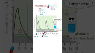 Why is amoxicillin administered thrice daily evethough its halflife is less than 2 hours [upl. by Acinod]