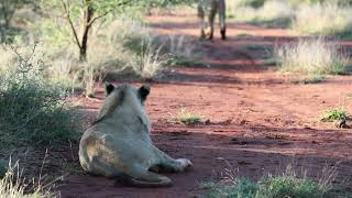 Lion pride almost take down Waterbuck bull [upl. by Eden]