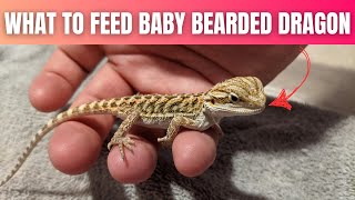 What To Feed Your Baby Bearded Dragon Step B y Step [upl. by Yerocaj]