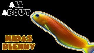 All About The Midas Blenny [upl. by Naujud]