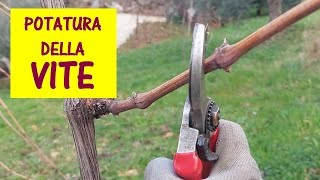 Potatura della vite 2024  I cambiamenti climatici ci impongono di potare le viti quando il periodo [upl. by Joann672]