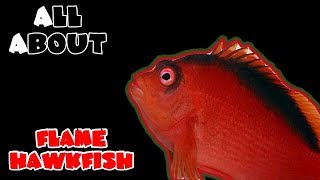 All About The Flame Hawkfish [upl. by Kriste]