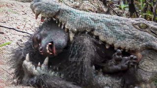 15 Moments Monkey Hunt Brutally by Other Animals [upl. by Gizela190]