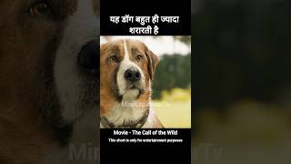 The Call of the Wild Movie Explained In Hindi  shorts viralvideo shortvideo shortsfeed [upl. by Husein]