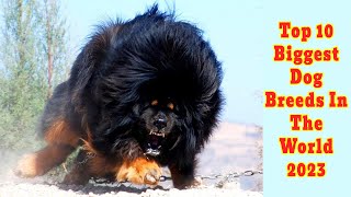 Top 10 Biggest Dog Breeds In The World 2023 [upl. by Enelcaj684]