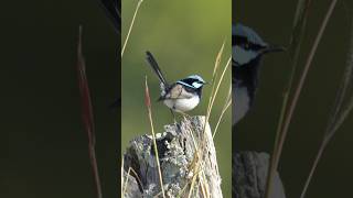 The Cheekiest of Birds  The Superb Fairy Wren nikonz8 fairywren [upl. by Marina]