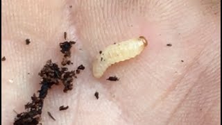 How to Identify and Treat the Dreaded Vine Weevil [upl. by Eremahs]