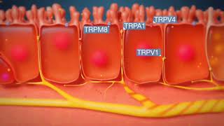 Understanding the Cough Reflex in 3D Animation [upl. by Lokin]