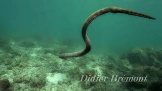 horned sea snake Perons sea snake  Hydrophis peronii [upl. by Ainnos]