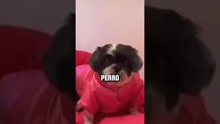 Animales comportándose como humanos shorts perro sonríe [upl. by Aneram370]