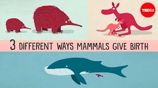 The three different ways mammals give birth  Kate Slabosky [upl. by Naloj]