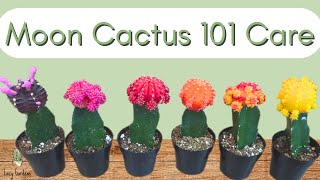 How to Care for a Moon Cactus  Gymnocalycium mihanovichii 101 [upl. by Lizbeth]