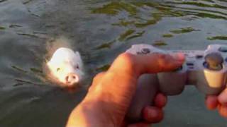 das ferngesteuerte MotorbootSchwein  Remote Controlled MotorboatPigmpg [upl. by Carey105]