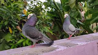 Pigeon mating process [upl. by Eimaraj362]