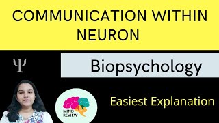 Communication Within a Neuron Resting amp Action Potentials Mind Review [upl. by Ecirp]