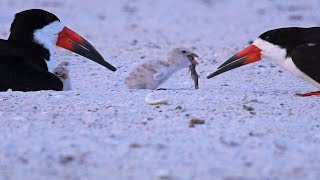 Beach Nesting Birds  Feeding Time [upl. by Bridie451]