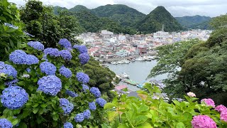 静岡散歩 見頃のあじさい祭り 下田公園【4K】【HDR】 Hydrangea Festival at its best Shimoda Park [upl. by Ikram816]