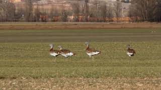 Avutardas en la Laguna de Gallocanta [upl. by Eimaraj]