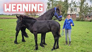 Weaning time Wûnder leaves Stal H Who will be his new friend  Friesian Horses [upl. by Yancy]