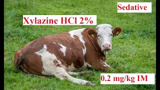 Xylaxine HCl dose and effect in cattle [upl. by Marlon]