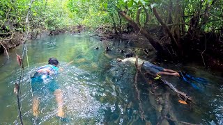 Pescando y Cocinando Pargos con Arpón en un Arroyo de Agua Dulce Cristalina [upl. by Bui]