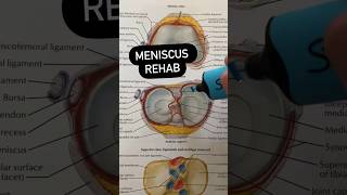 Meniscus Tear Rehab Exercises [upl. by Deni]