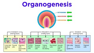 Stages of Animal Development Cleavage Gastrulation Organogenesis [upl. by Jess822]