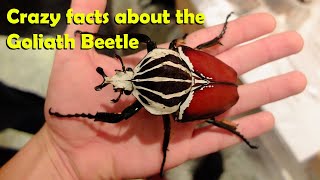 Crazy facts about the Goliath Beetle 🪲 [upl. by Amuwkuhc857]