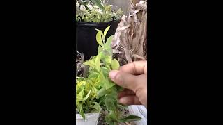 How to propagate yellow durantas [upl. by Strickland]