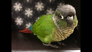 What is it like to live with a Green Cheek  Guide to Green Cheek Conure Behavior [upl. by Nuriel]