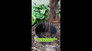 Pumice vs Perlite Which is Best for Your Garden 🌿 [upl. by Macdonell]