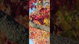 Ruby crowned kinglets having fun in the Chinese tallow tree [upl. by Aciretehs245]