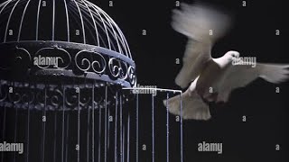 I Know Why the Caged Bird Sings…by Maya۔قفس کے پرندہ۔۔۔از مایا اینجیلو Angelou [upl. by Bowra15]