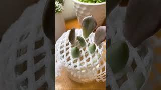 Succulent water propagation hack succulents succulent propagation waterpropagation [upl. by Doralyn275]