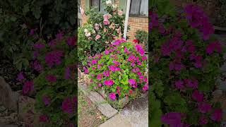 Geraniums are very popular and loved plants at most Australian areasFind out why [upl. by Igiul]