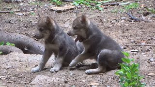 Adorable wolf cubs born at Cotswold Wildlife Park [upl. by Flower962]