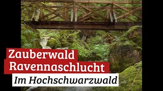 Zauberwald Ravennaschlucht [upl. by Chrysler828]