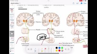 Spinothalamic  Dorsal column  Corticospinal  ascending and descending tract of spinal cord [upl. by Sivad]