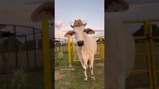 bollywood music badshah newsong cow song bollywoodsongs kartikaaryan bhoolbhulaiyaa3 🙏🚩🙏🚩 [upl. by Rysler970]