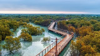 Kalba mangrove forest [upl. by Heman433]