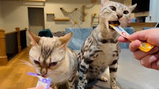 Kitties earned their favorite treats [upl. by Amaleta]