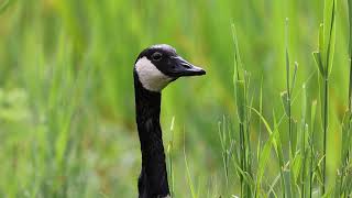 Canada Goose having the munchies [upl. by Asenaj]