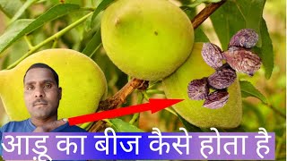 आड़ू का बीज कैसे होता है Andu ka Beje Kaisa Hota Hai Mukesh Kumar khetiwadi channel [upl. by Inad82]