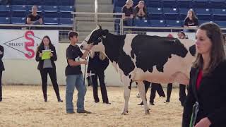 AllAmerican 2024 Holstein 4 Year Old Cows [upl. by Ymmat]