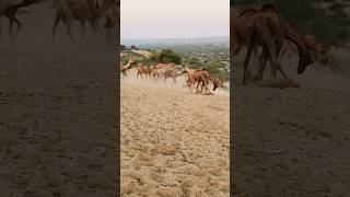 Camel attack camels 🐪 running shorts [upl. by Briney]