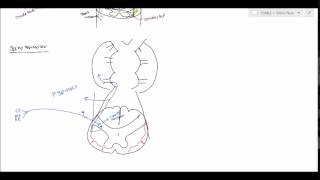 Neuroanatomy  Spinocerebellar Tract USMLE [upl. by Festa]